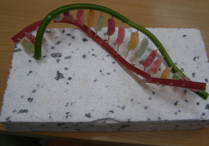 Model DNA wykonany z różnokolorowych żelków